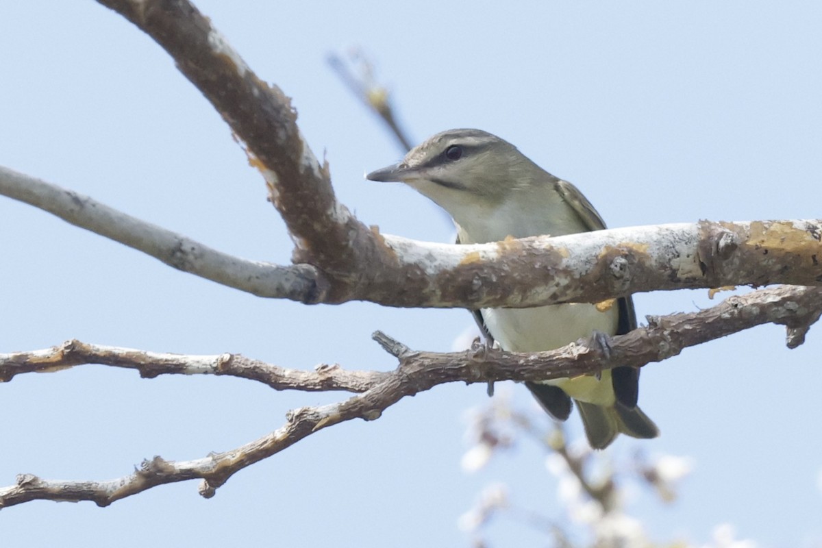 Black-whiskered Vireo - ML645757310