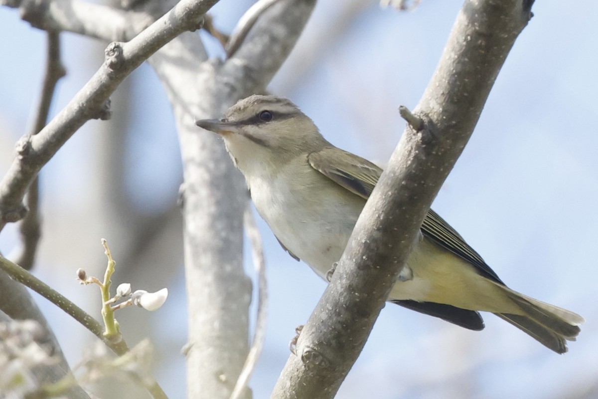 Black-whiskered Vireo - ML645757311