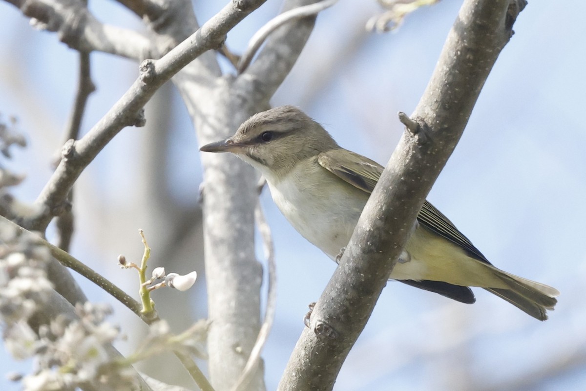 Black-whiskered Vireo - ML645757312