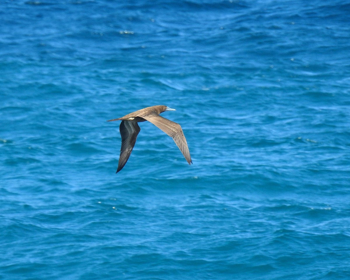 Brown Booby - ML645757314