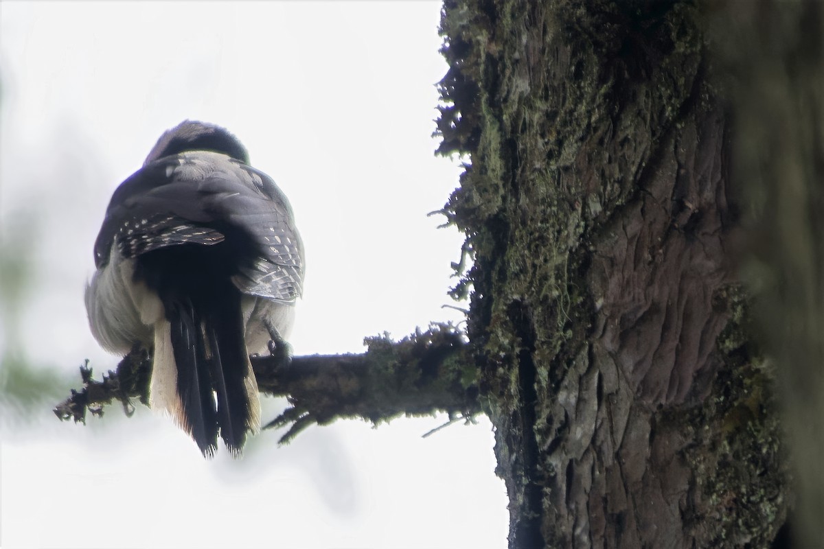 Hairy Woodpecker - ML645757324