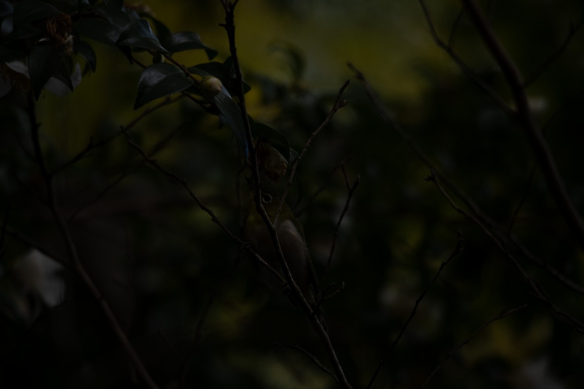 Окулярник японський - ML645757329