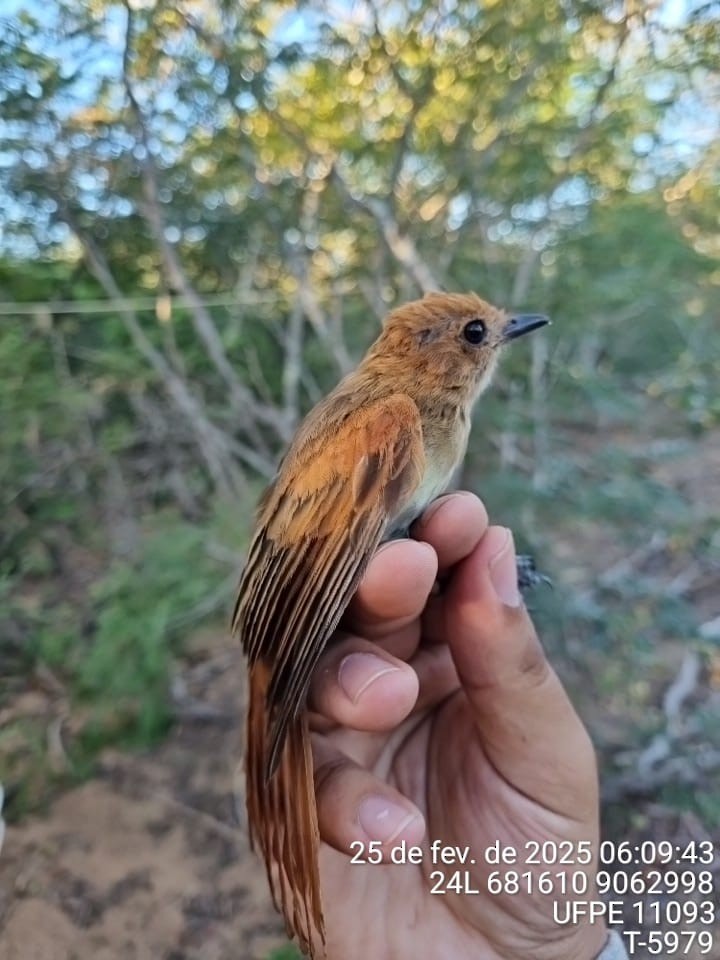 Ash-throated Casiornis - ML645757334