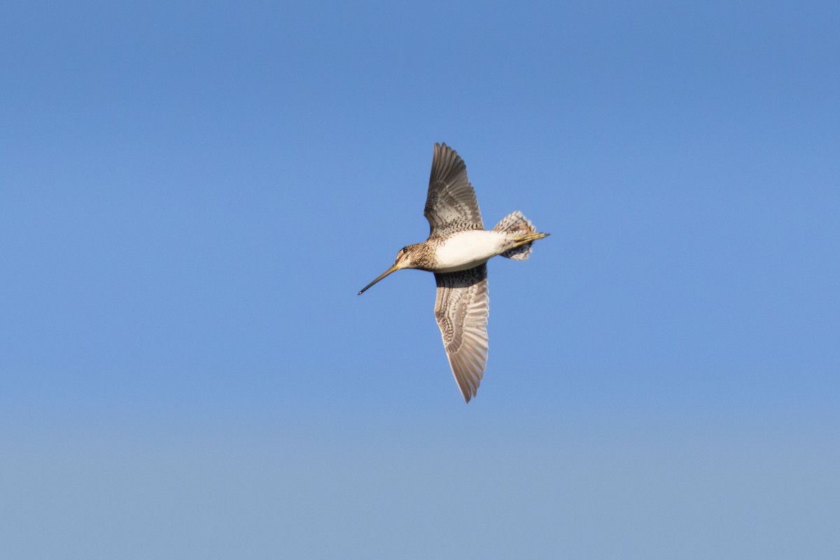 Pantanal Snipe - ML645757336