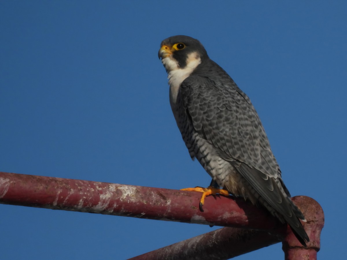Peregrine Falcon - ML645757340