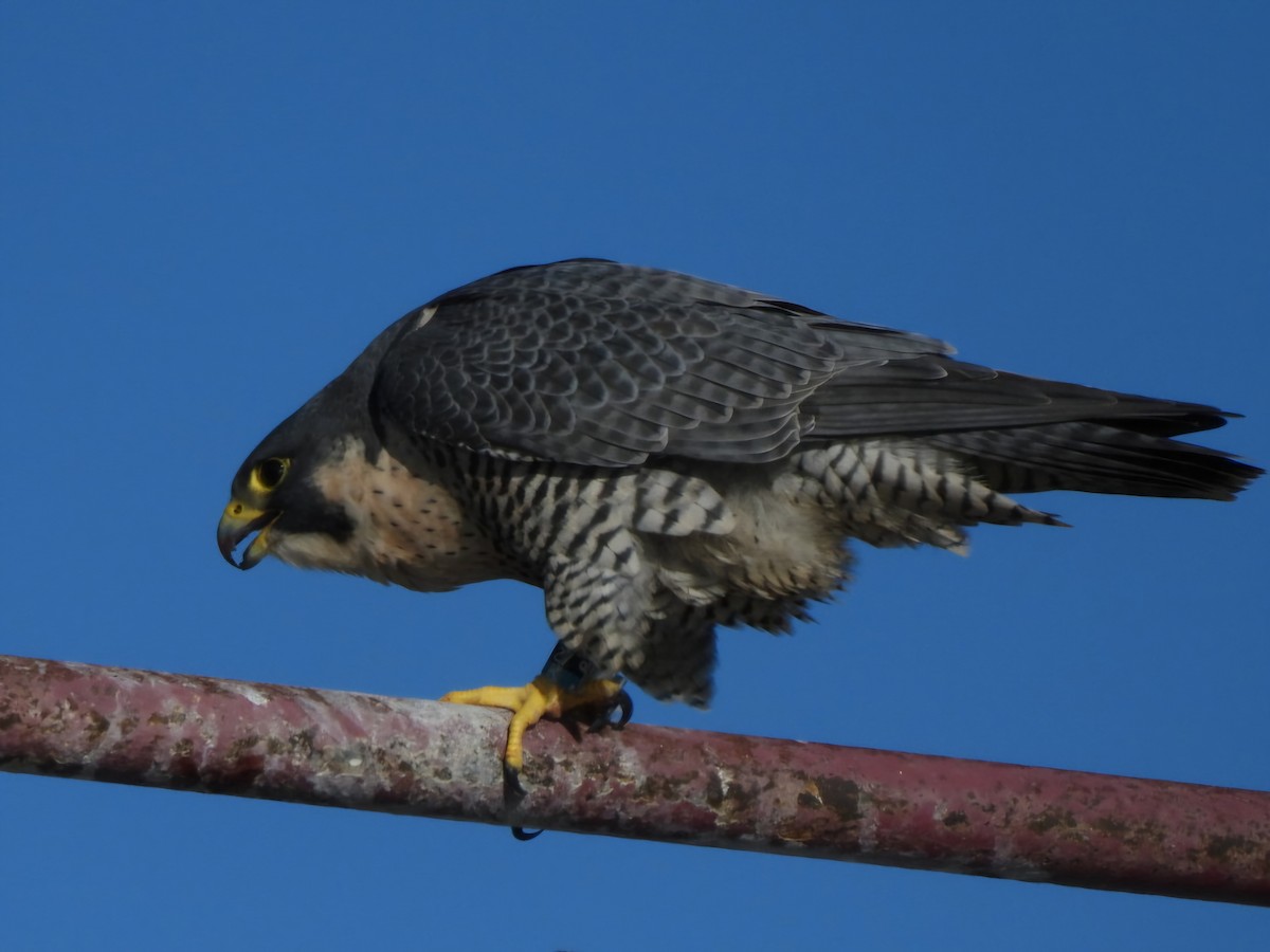Peregrine Falcon - ML645757341
