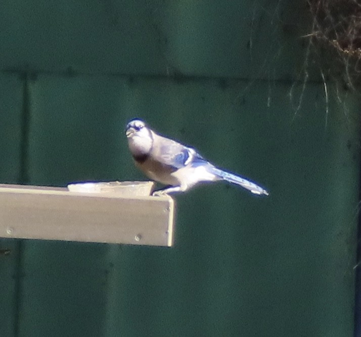 Blue Jay - ML645757350