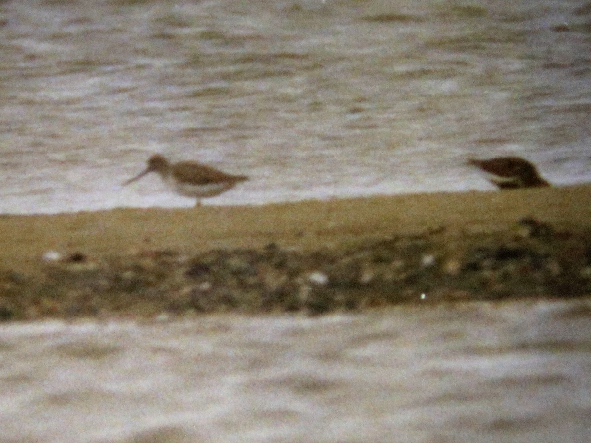 ביצנית אפורה - ML645757355