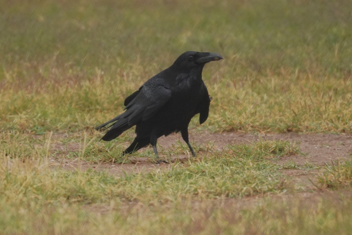 Erroi handia - ML645757361