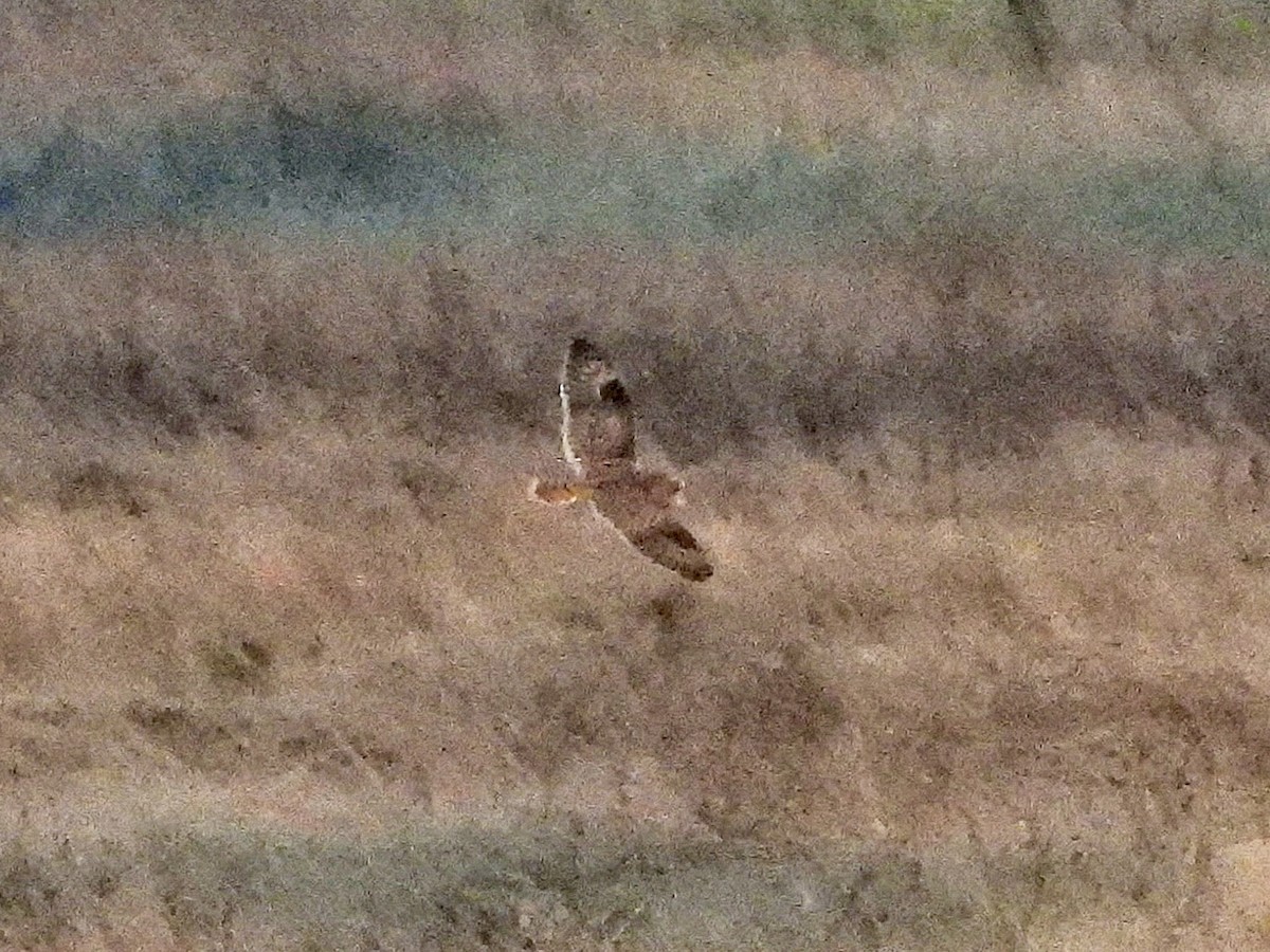 Short-eared Owl - ML645757362