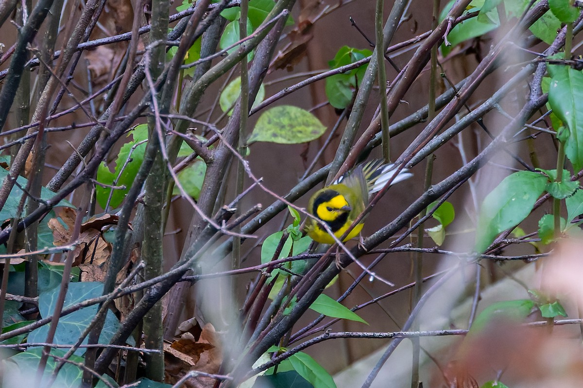Hooded Warbler - ML645757364