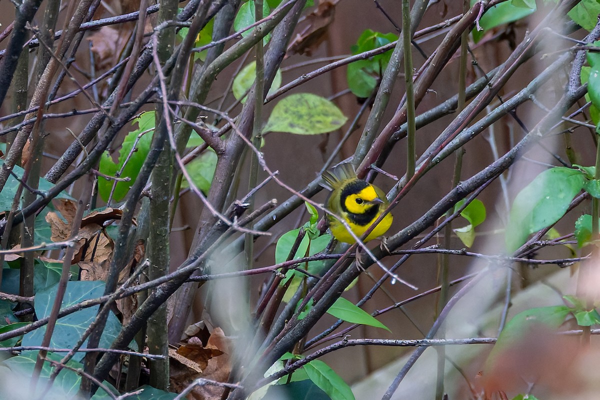 Hooded Warbler - ML645757365