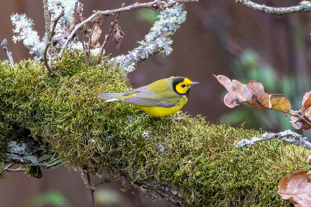 Hooded Warbler - ML645757367