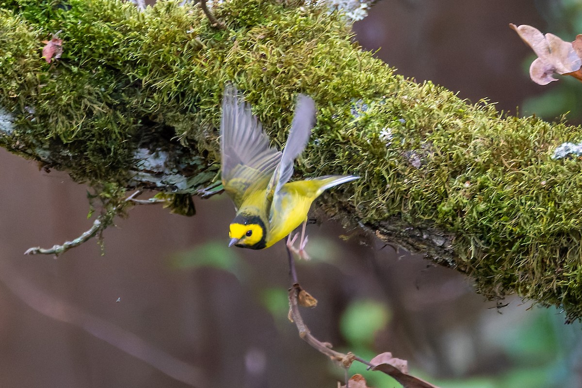 Hooded Warbler - ML645757368