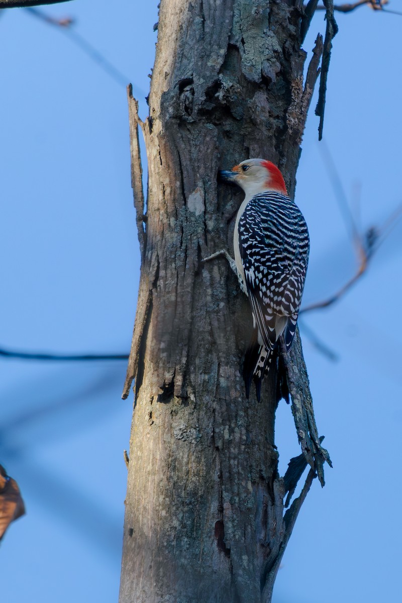 Carpintero de Carolina - ML645757374