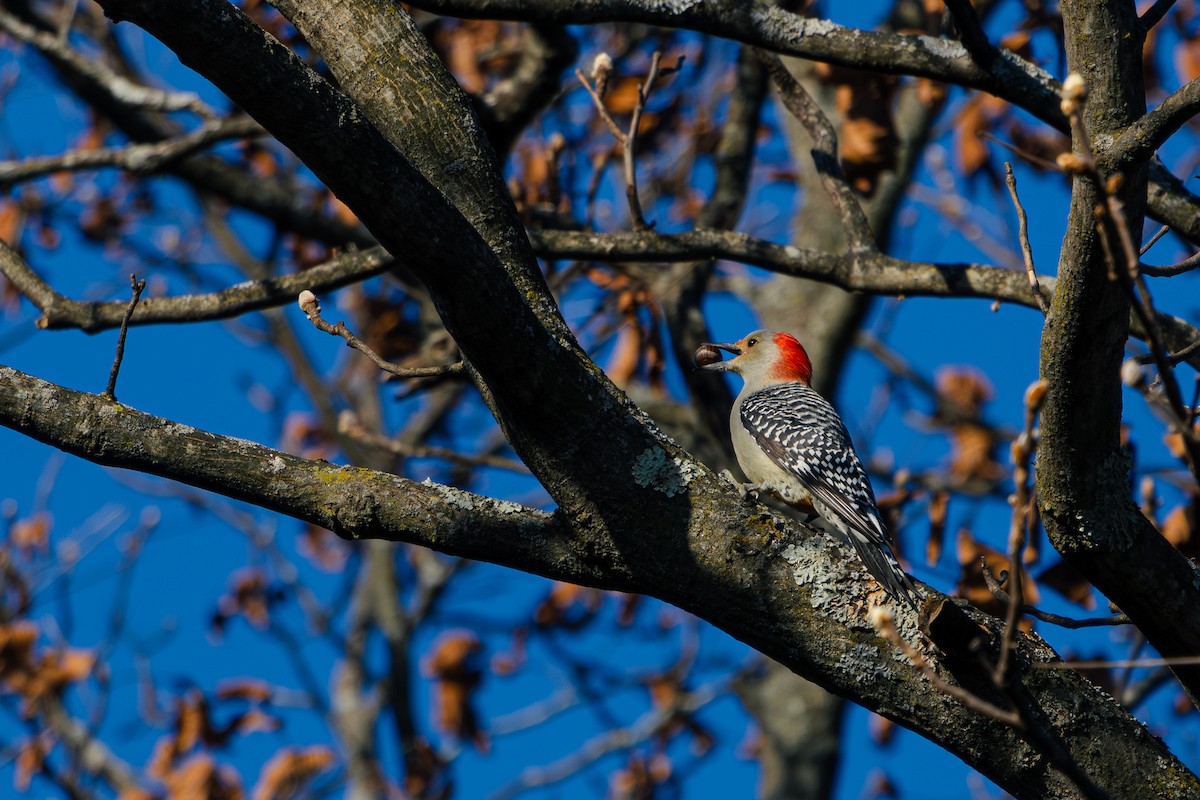 Carpintero de Carolina - ML645757376