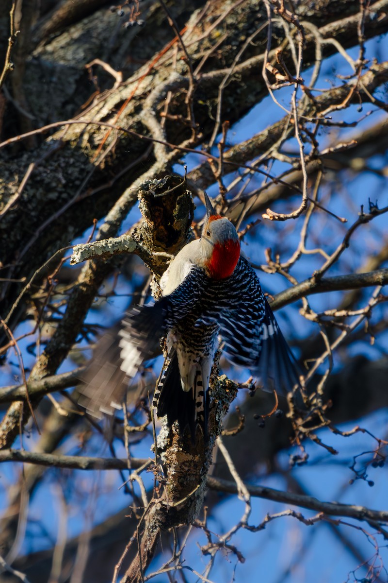 Carpintero de Carolina - ML645757377