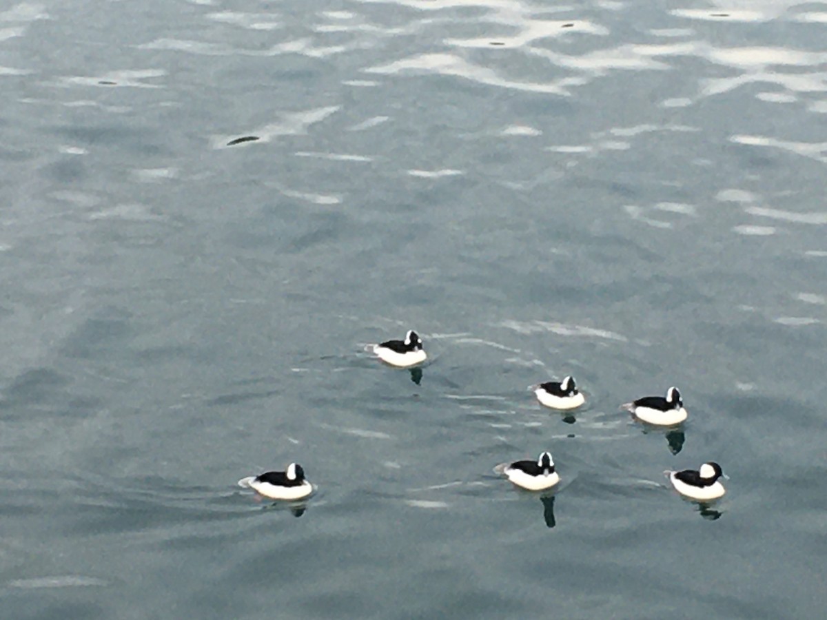 hohol bělavý - ML645757380