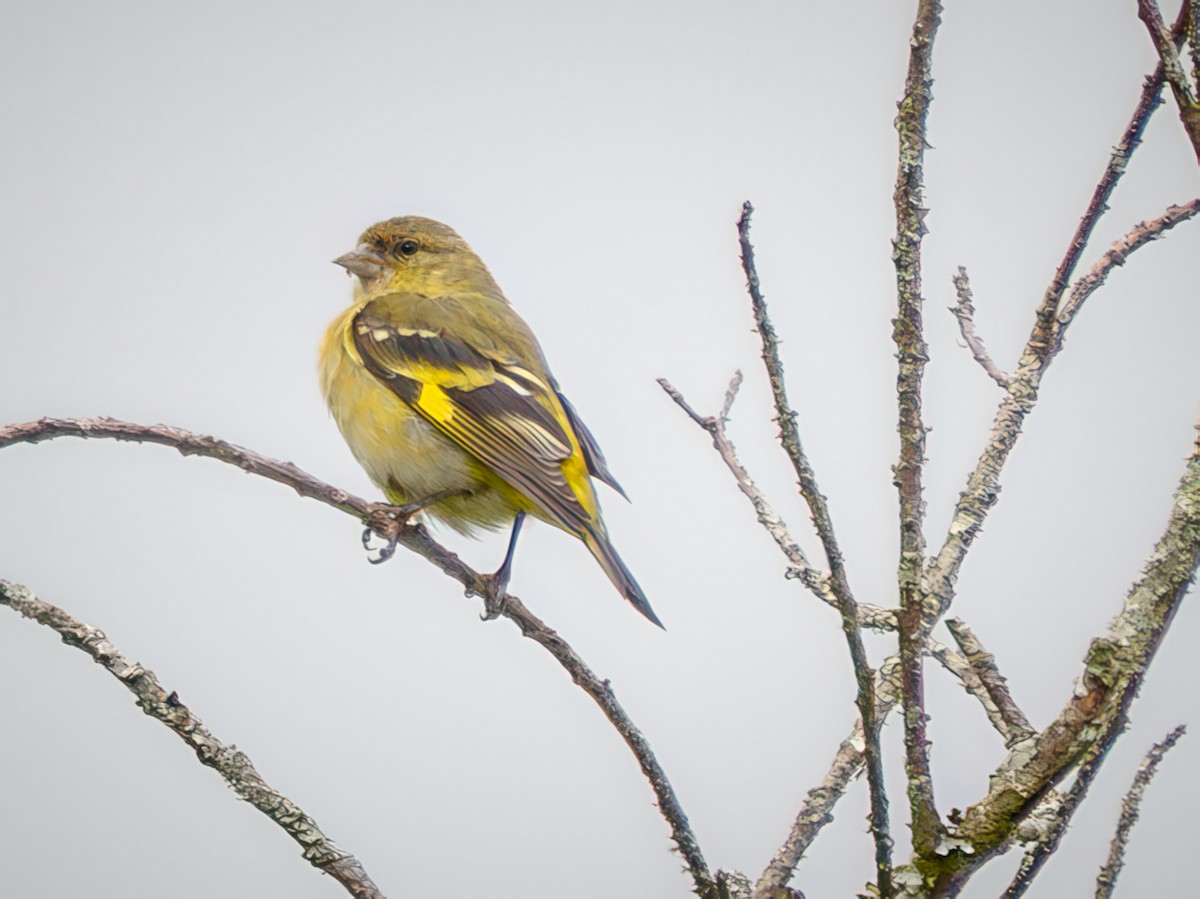 Andean Siskin - ML645757391
