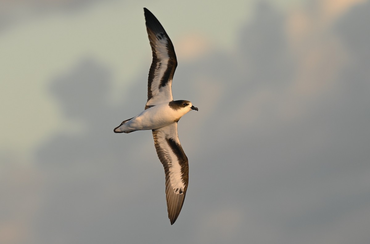 Bermuda Petrel - ML645757393