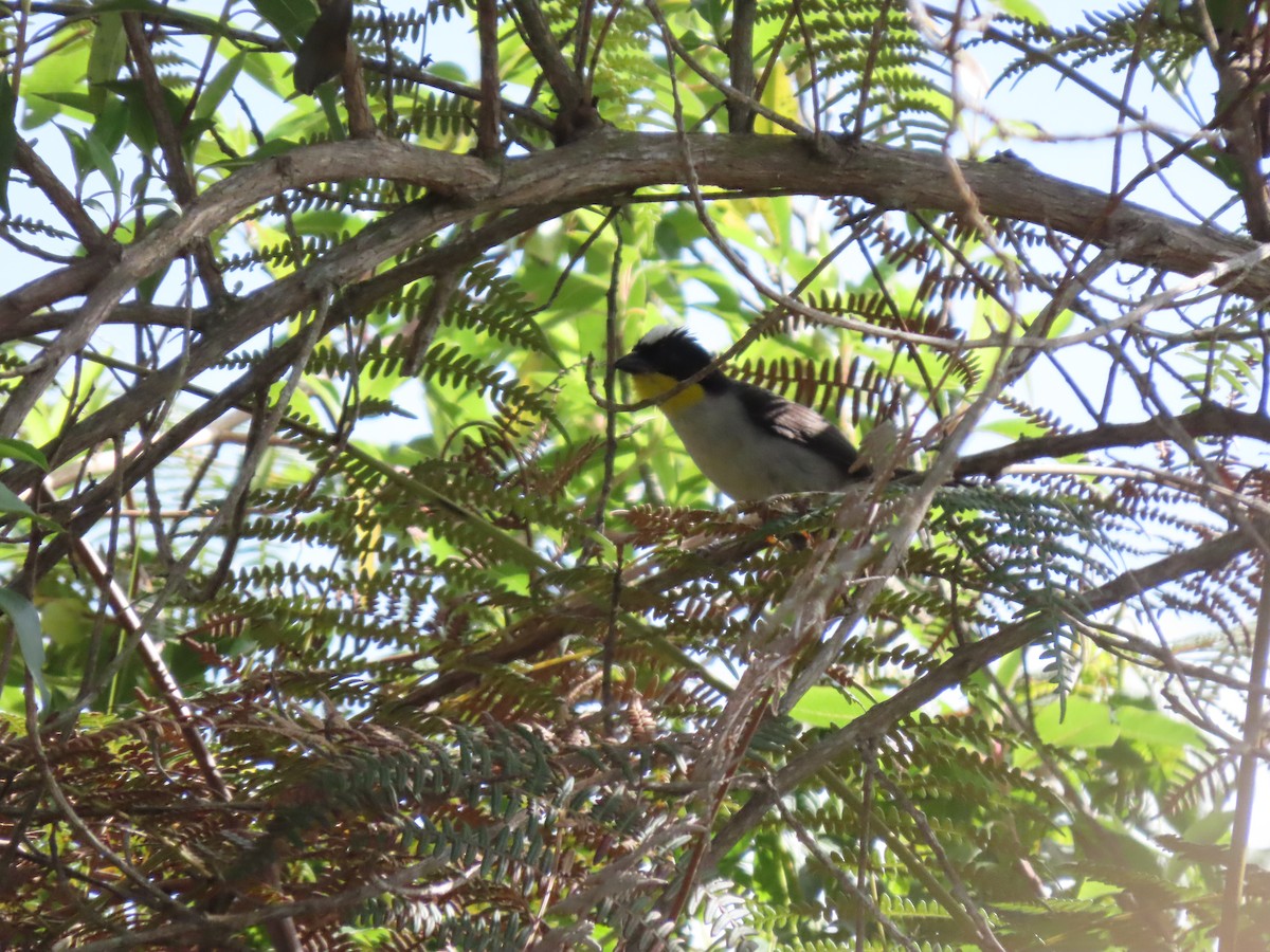 White-naped Brushfinch - ML645757397