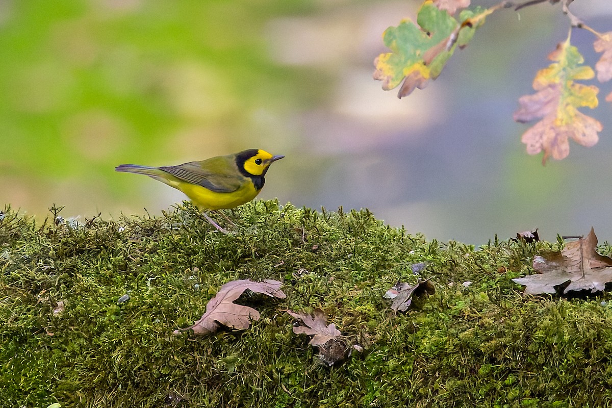 Hooded Warbler - ML645757403