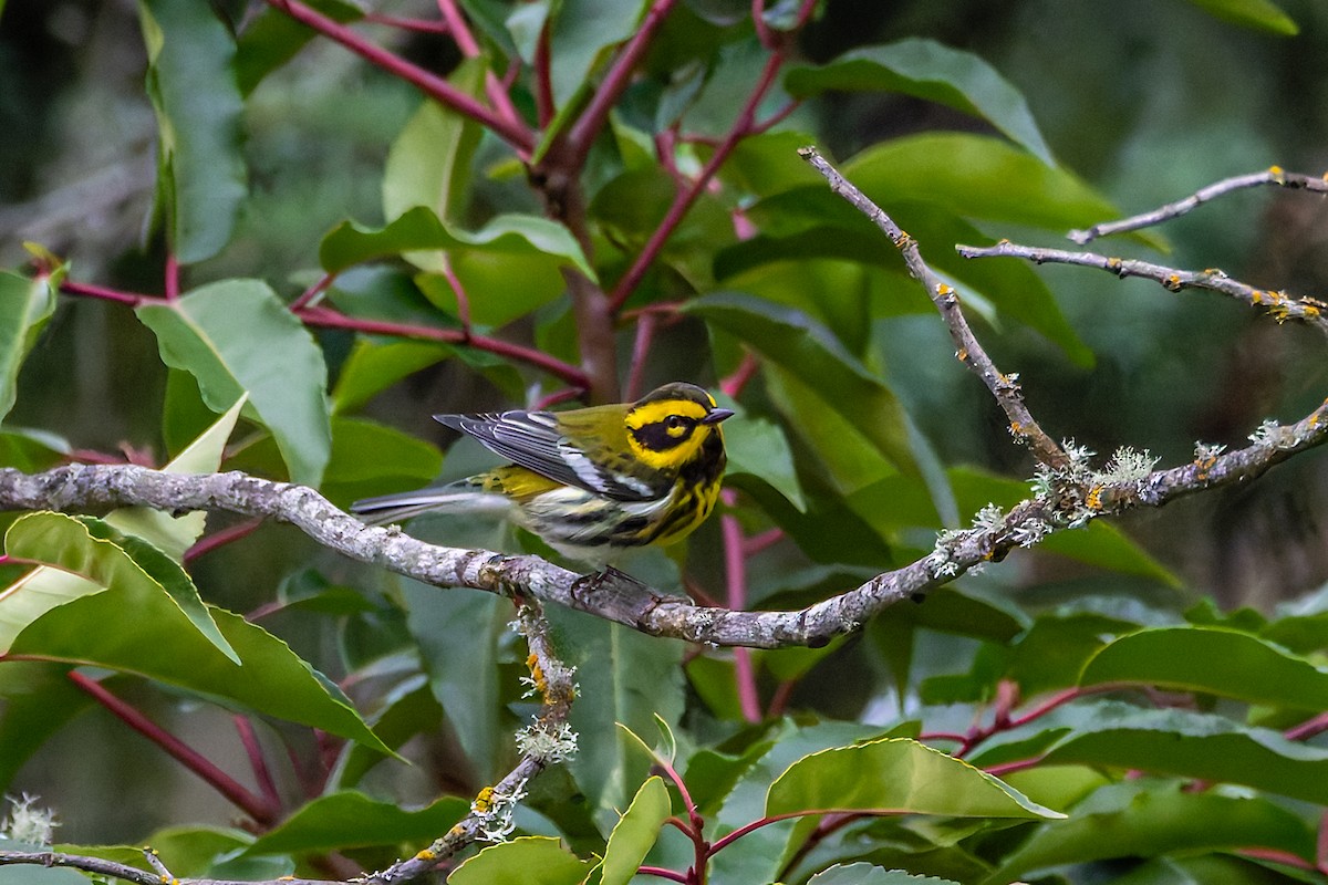 Townsend's Warbler - ML645757412