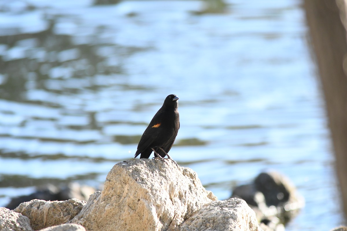 Red-winged Blackbird - ML645757418