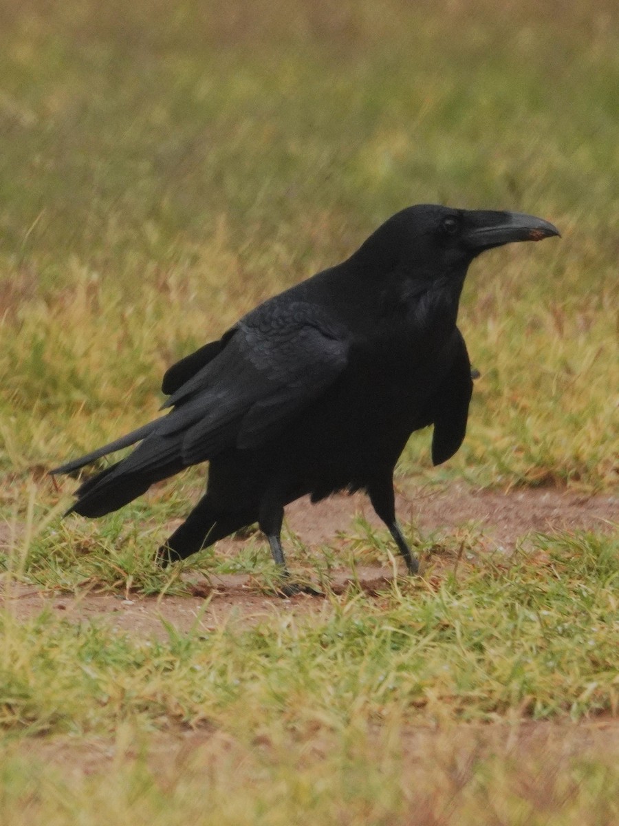 Erroi handia - ML645757423