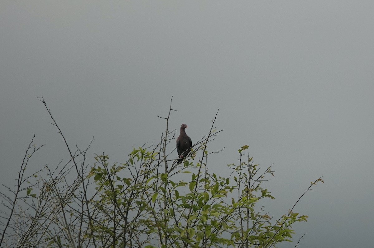 Red-billed Pigeon - ML645757431