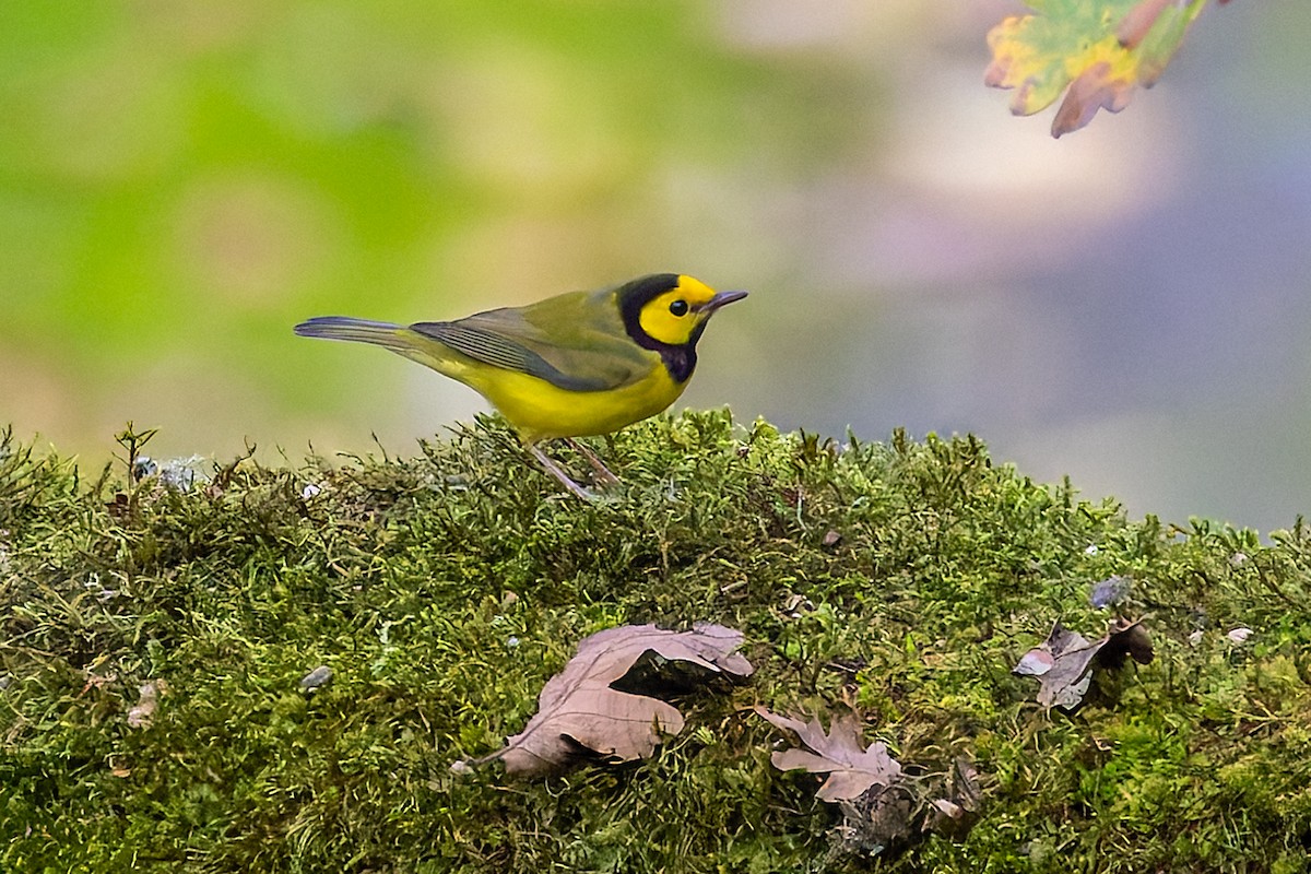 Hooded Warbler - ML645757432