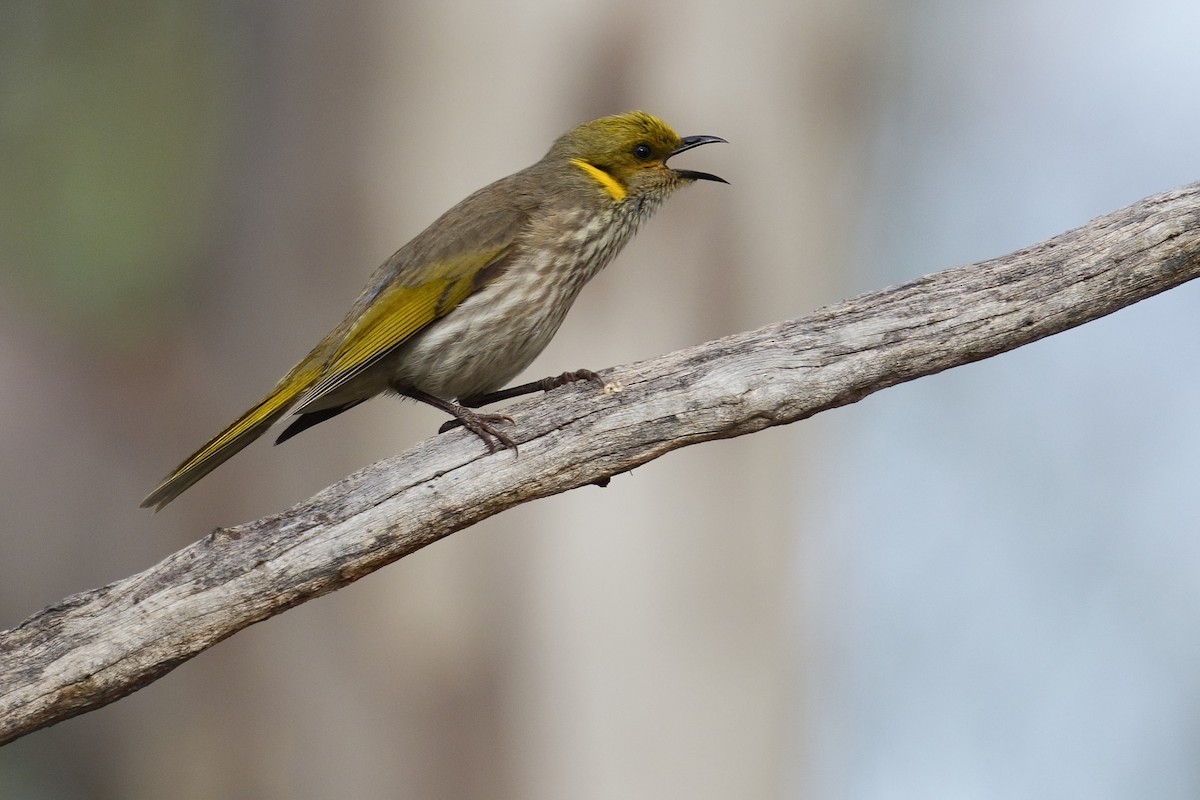 Кольчатый медосос - ML645757442