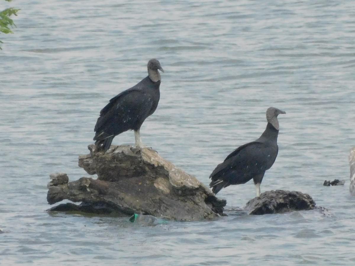 Катарта чорна - ML645757452