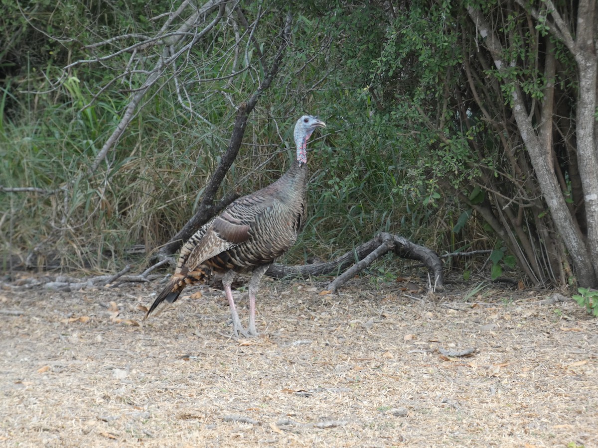 Wild Turkey - ML645757454