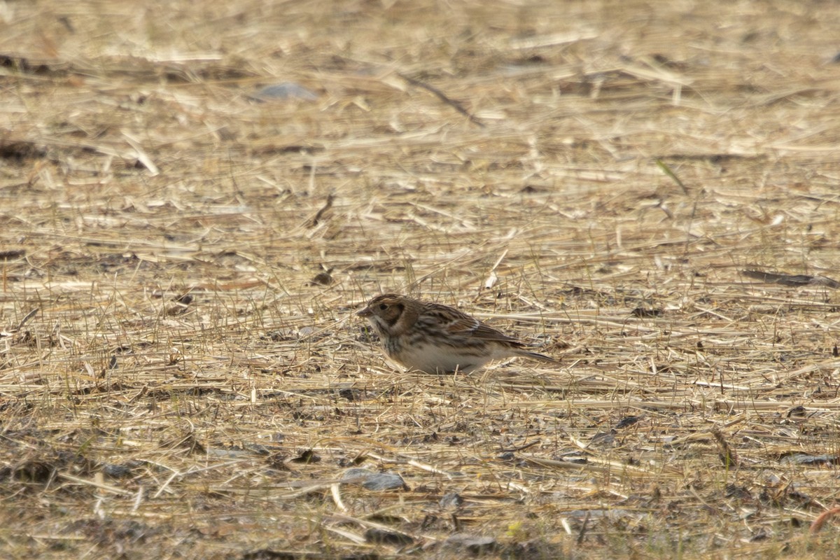 lappspurv - ML645757467