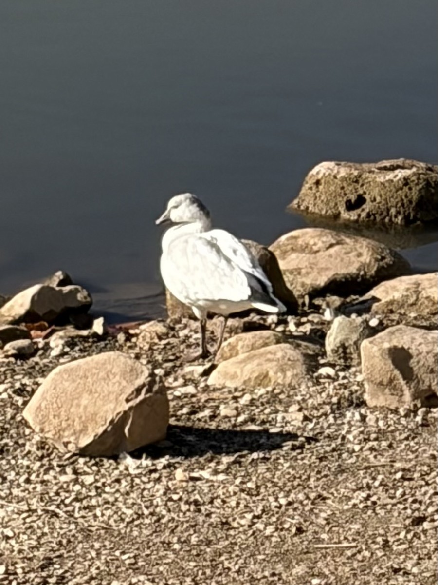 Ross's Goose - ML645757482