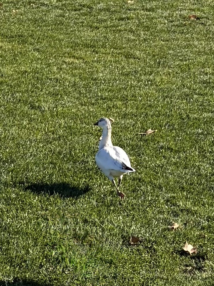 Ross's Goose - ML645757483