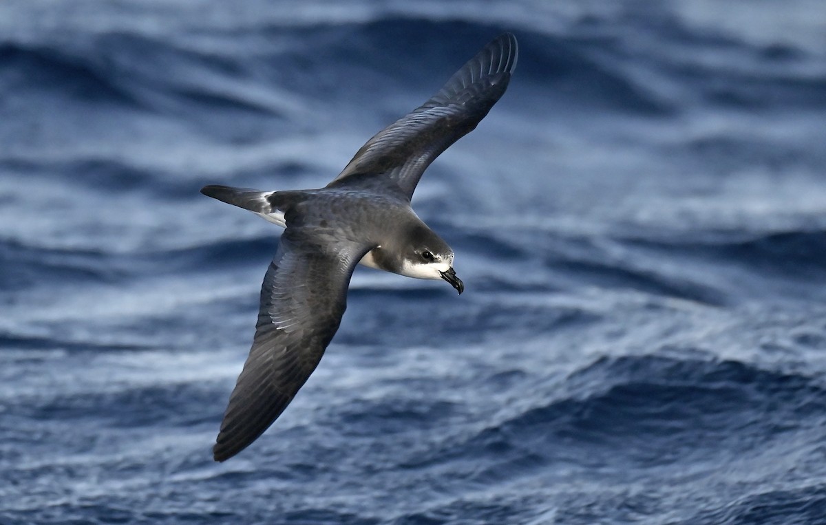Bermuda Petrel - ML645757484