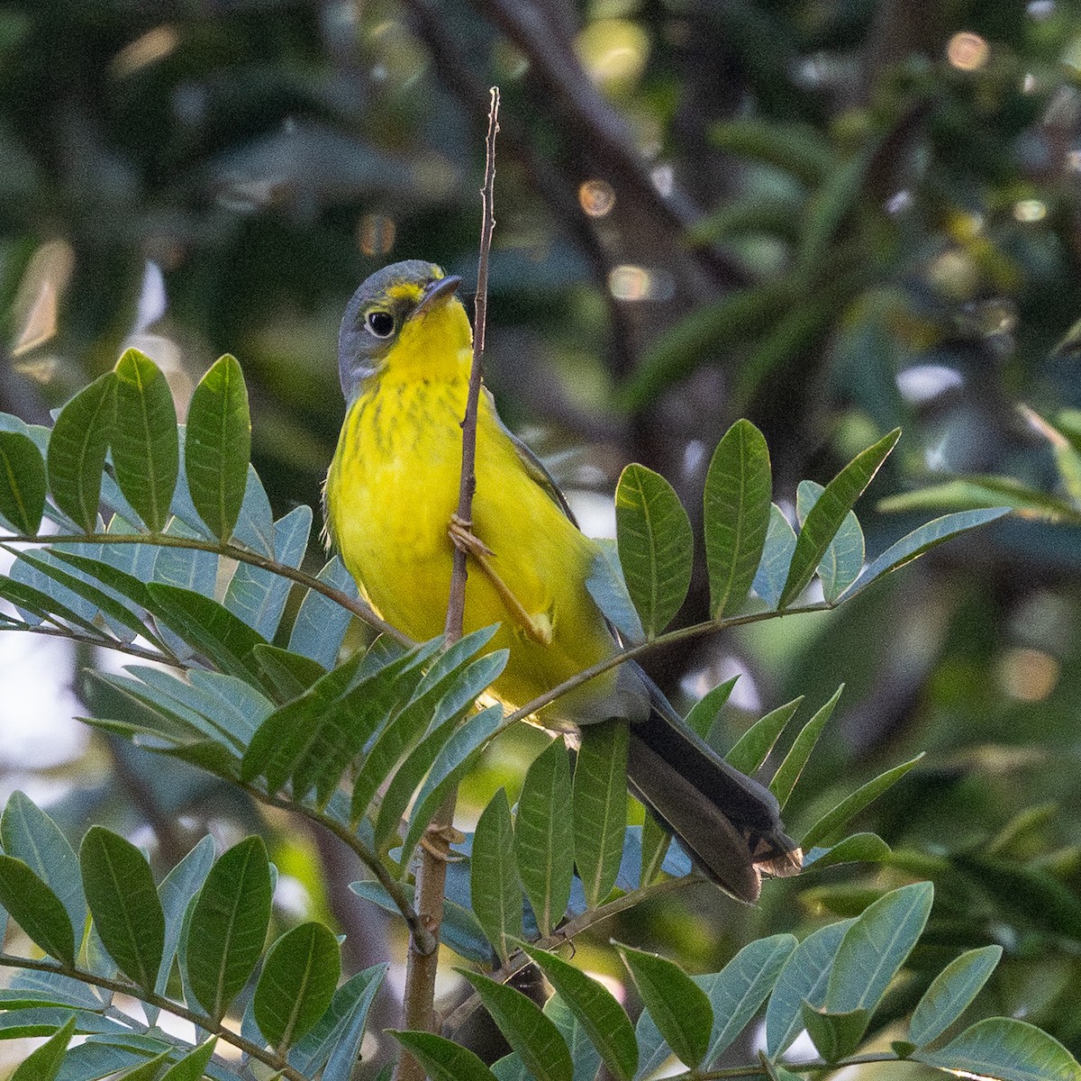 Canada Warbler - ML645757485
