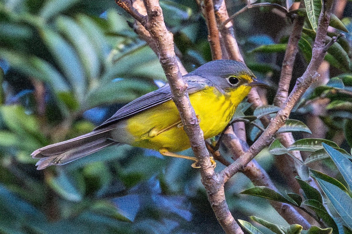 Canada Warbler - ML645757486
