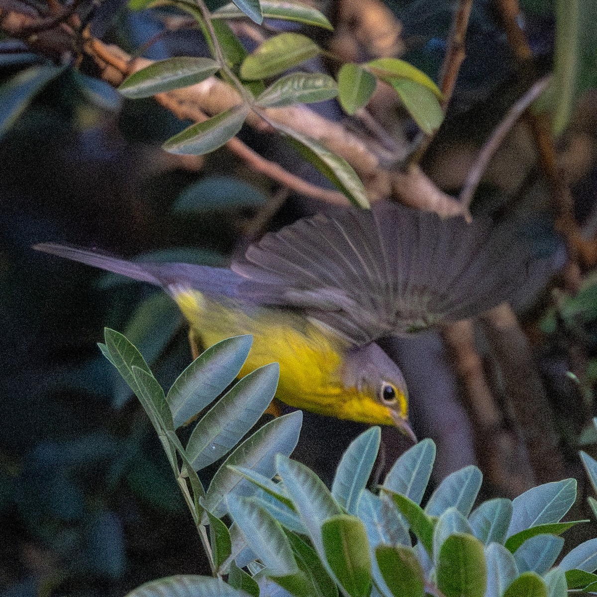 Canada Warbler - ML645757487
