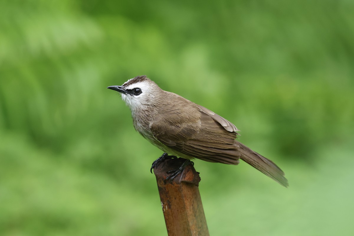 Yellow-vented Bulbul - ML645757493