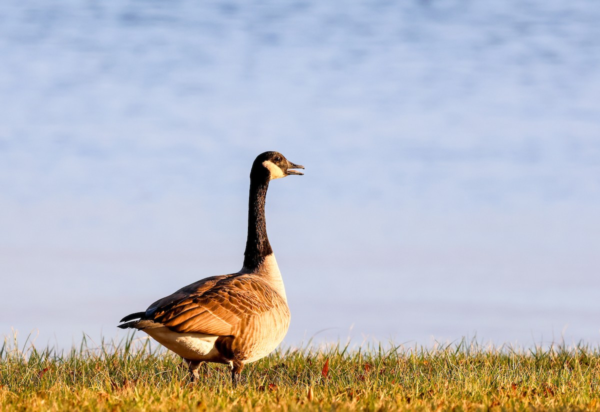 Canada Goose - ML645757519