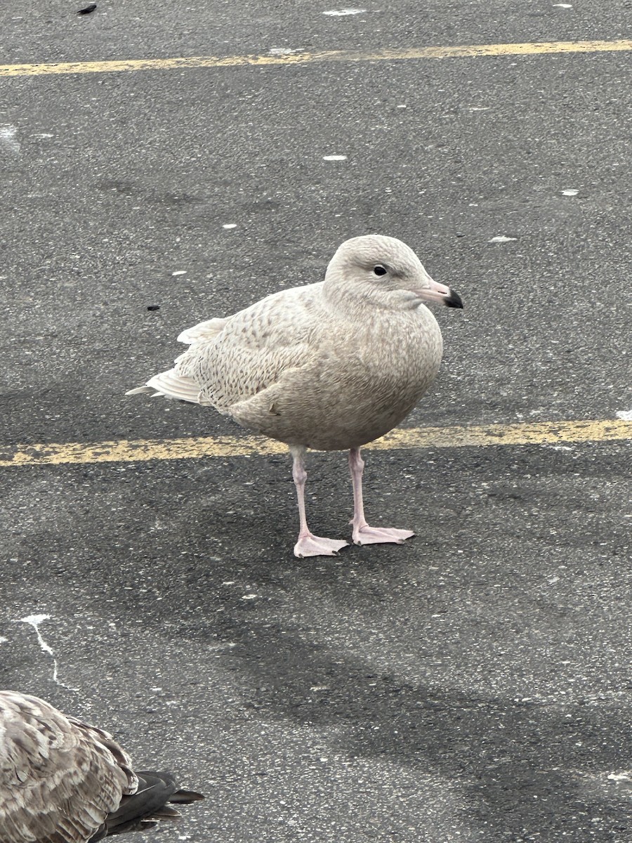 polarmåke - ML645757525