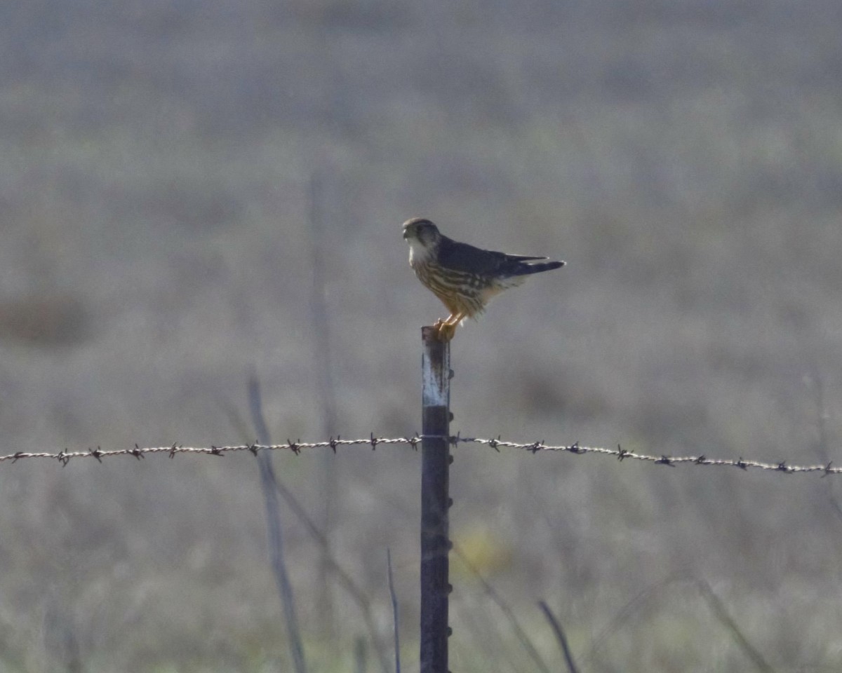 Merlin - ML645757527