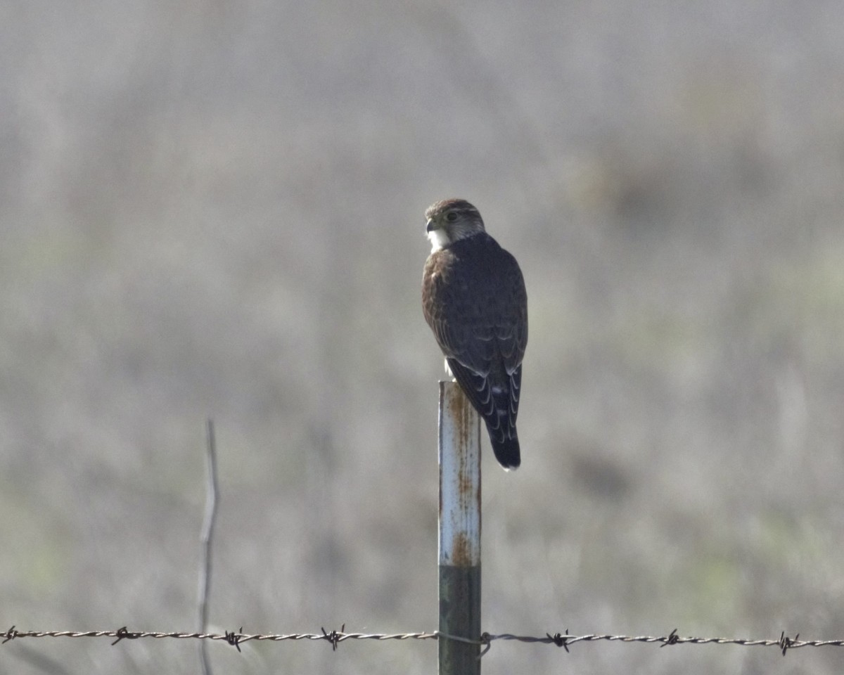 Merlin - ML645757528