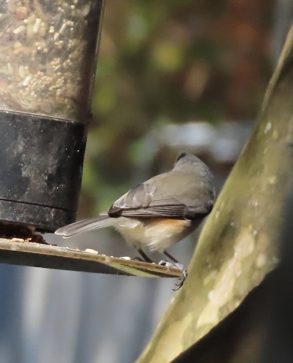 gråduskmeis - ML645757529