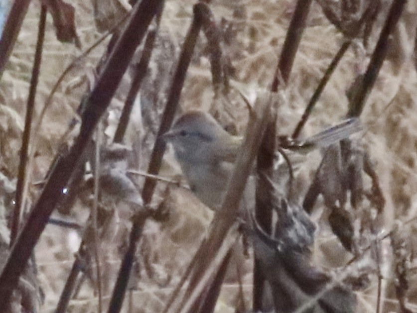 American Tree Sparrow - ML645757532