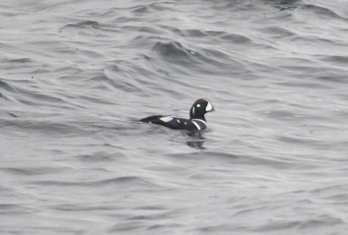 Harlequin Duck - ML645757538