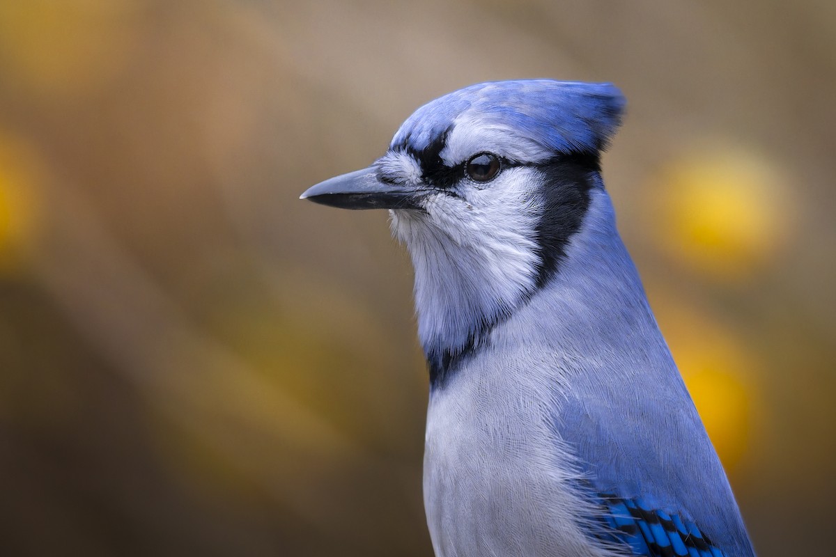 Blue Jay - ML645757546